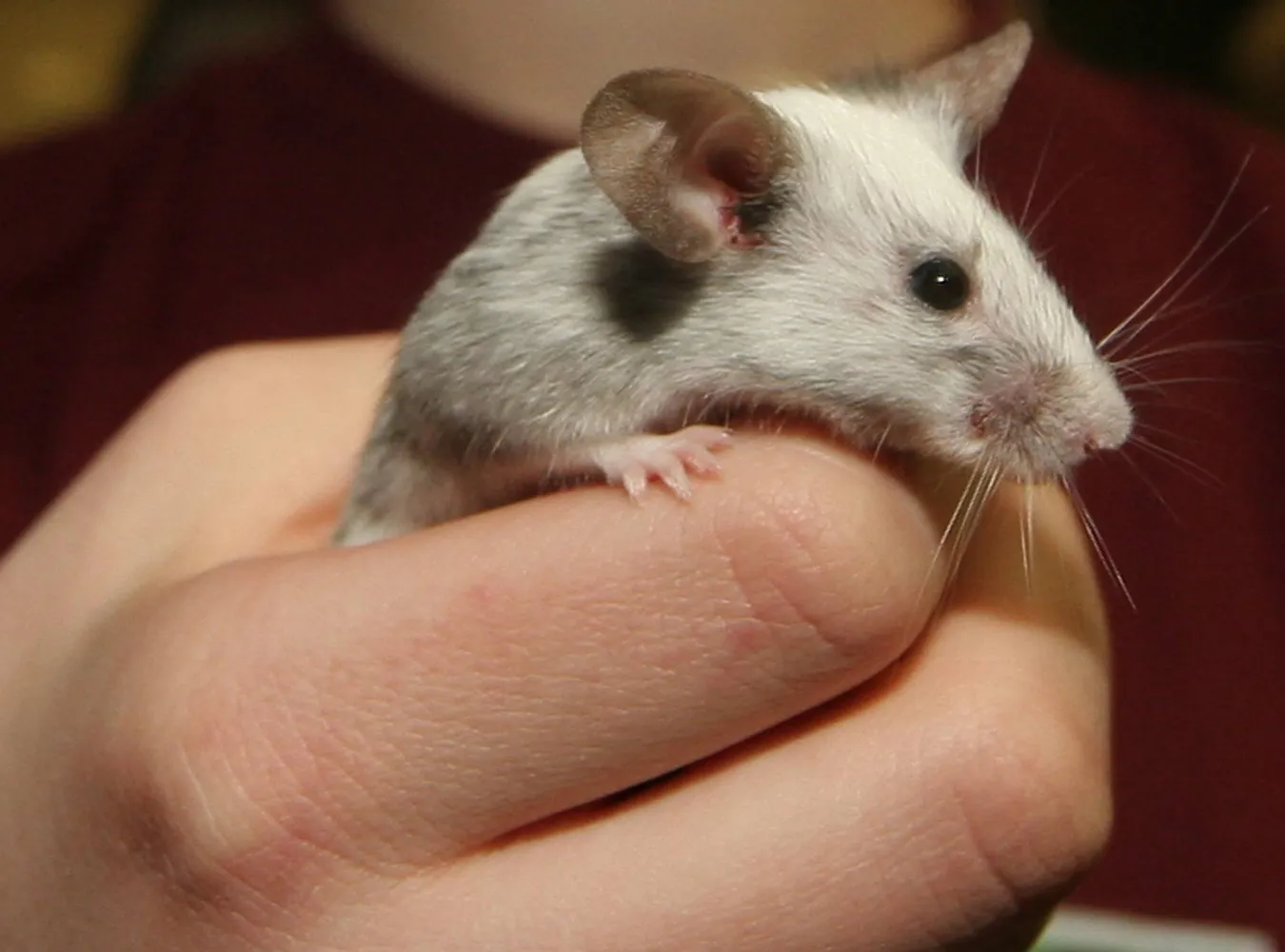 Myszy alkoholizm mają zapisany w genach