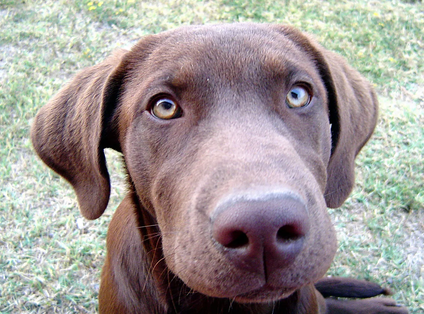 Pies zastrzelił myśliwego