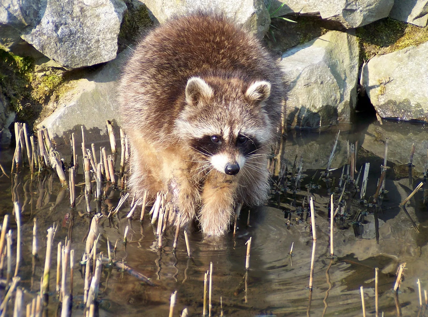 Obcy panoszą się w Polsce