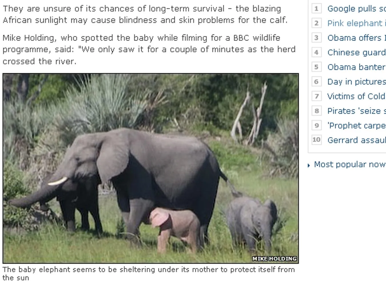 Zobacz pierwsze zdjęcie różowego słonia!