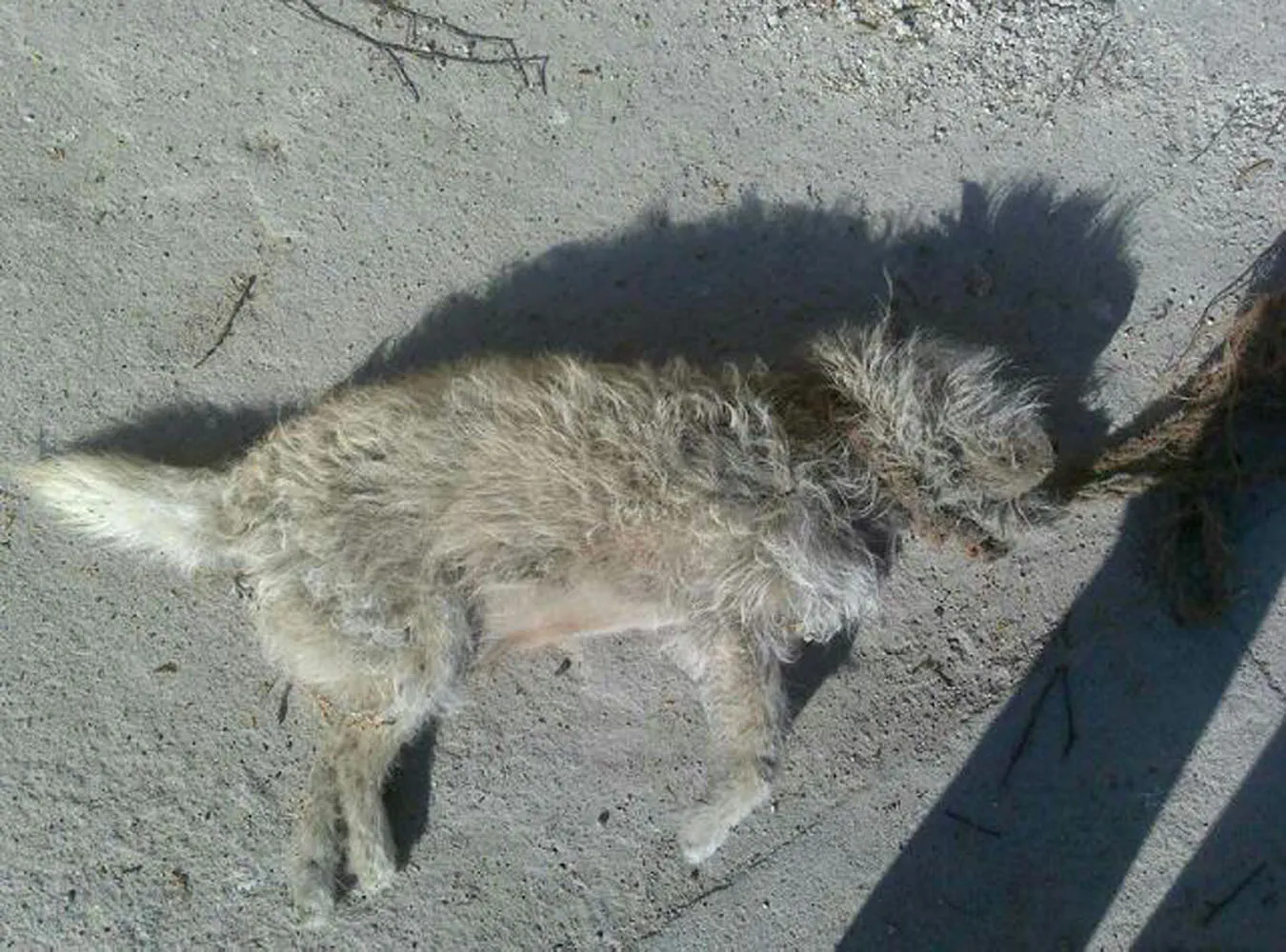 Nagroda za wskazanie zabójcy kundelka