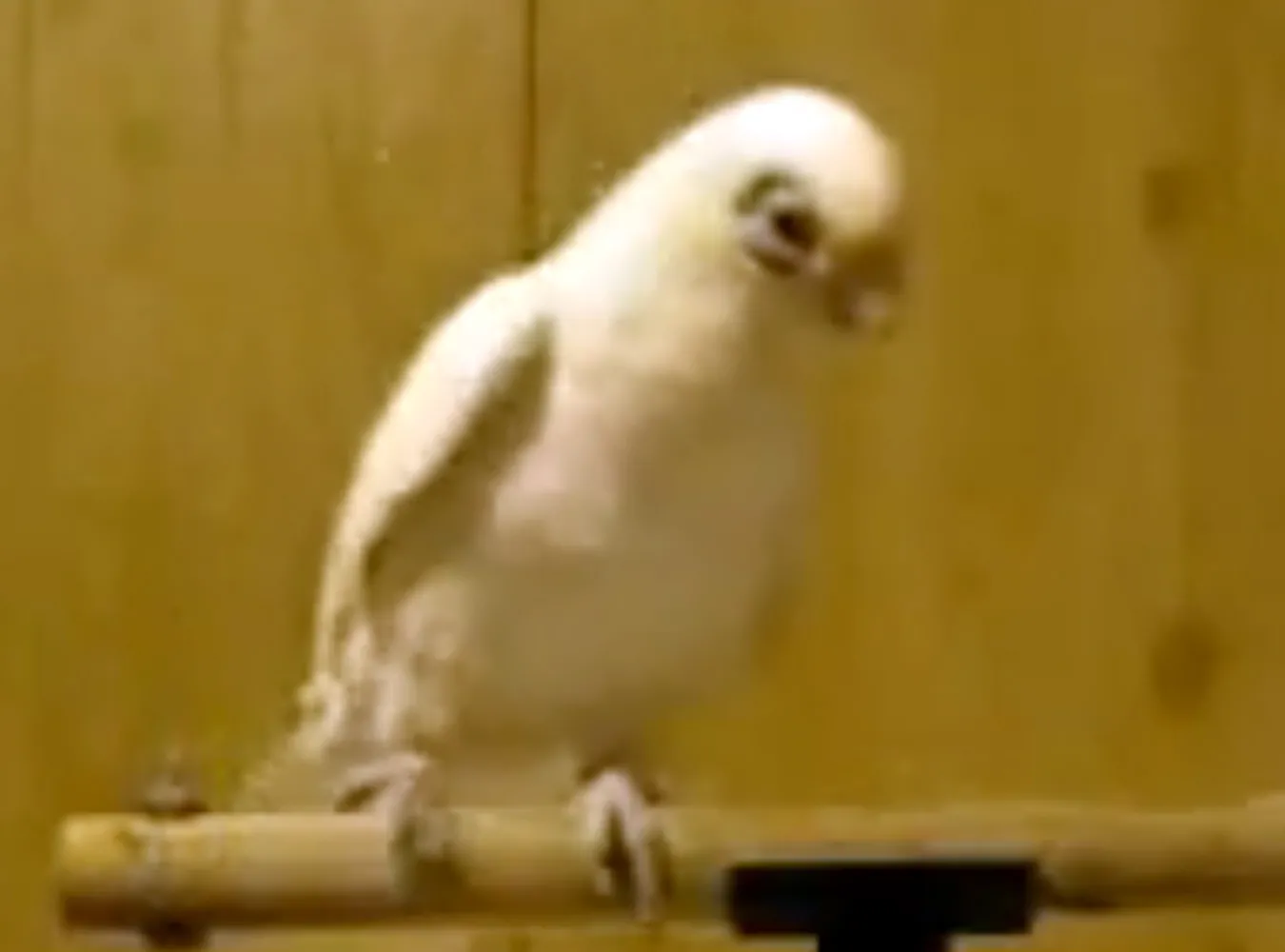 Ten ptaszek wygra "You Can Dance"