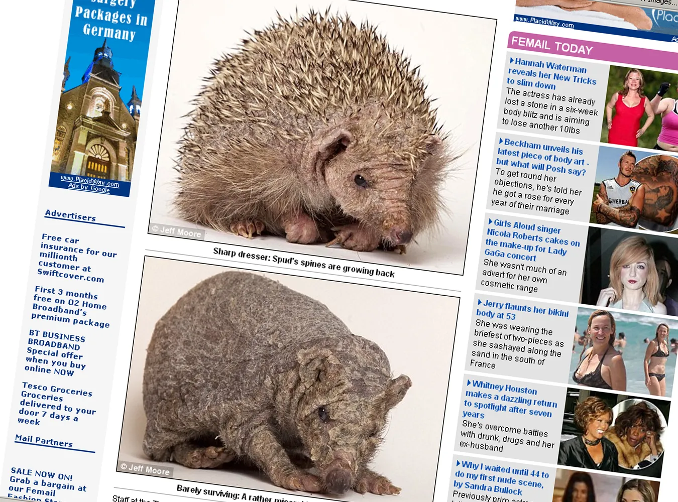 Dzięki ludzkiej pomocy jeż odzyskał igły