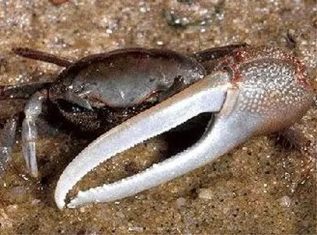 Samice kraba uprawiają seks za ochronę