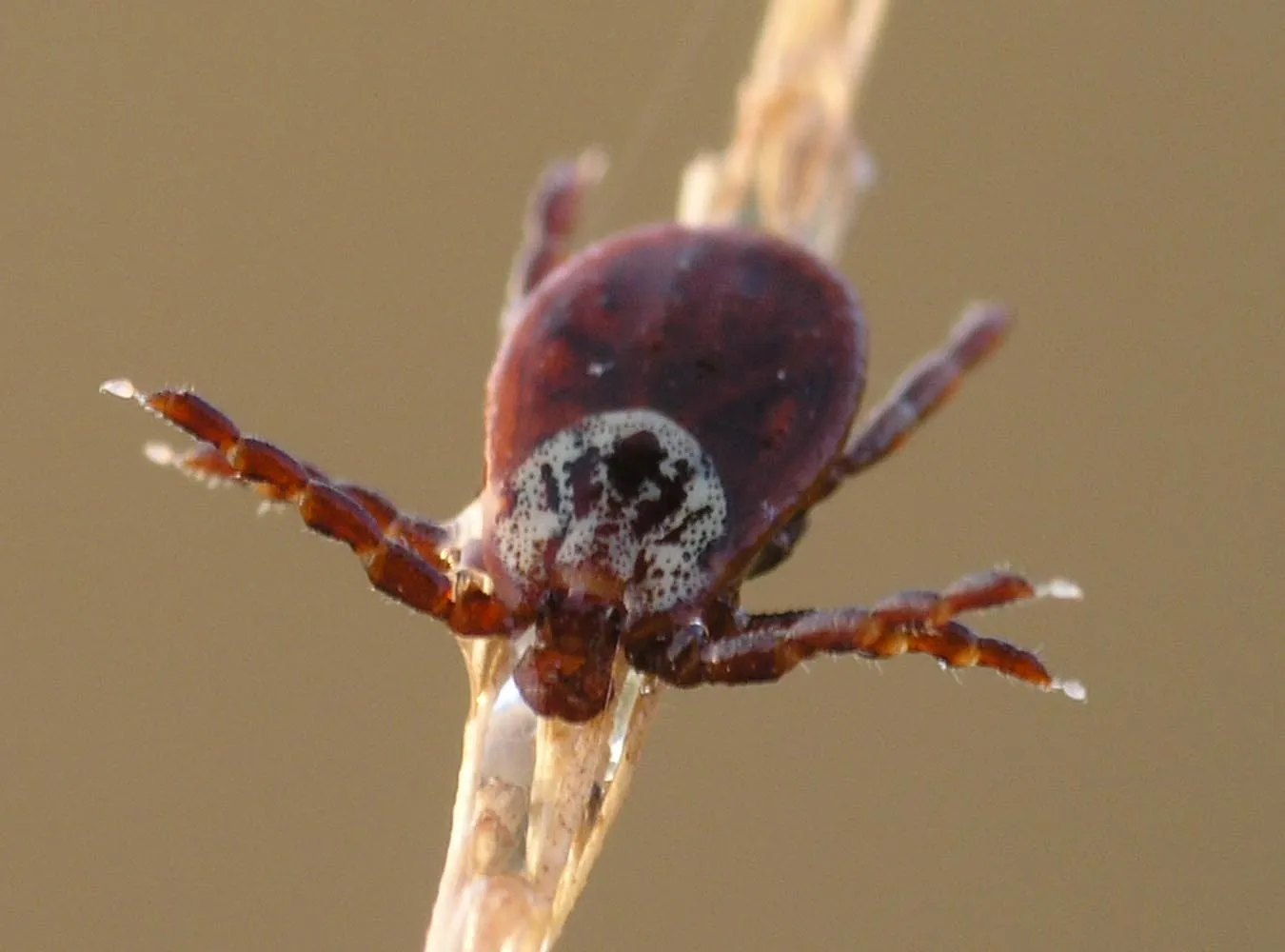 Kleszcze zagrożeniem dla piłkarzy
