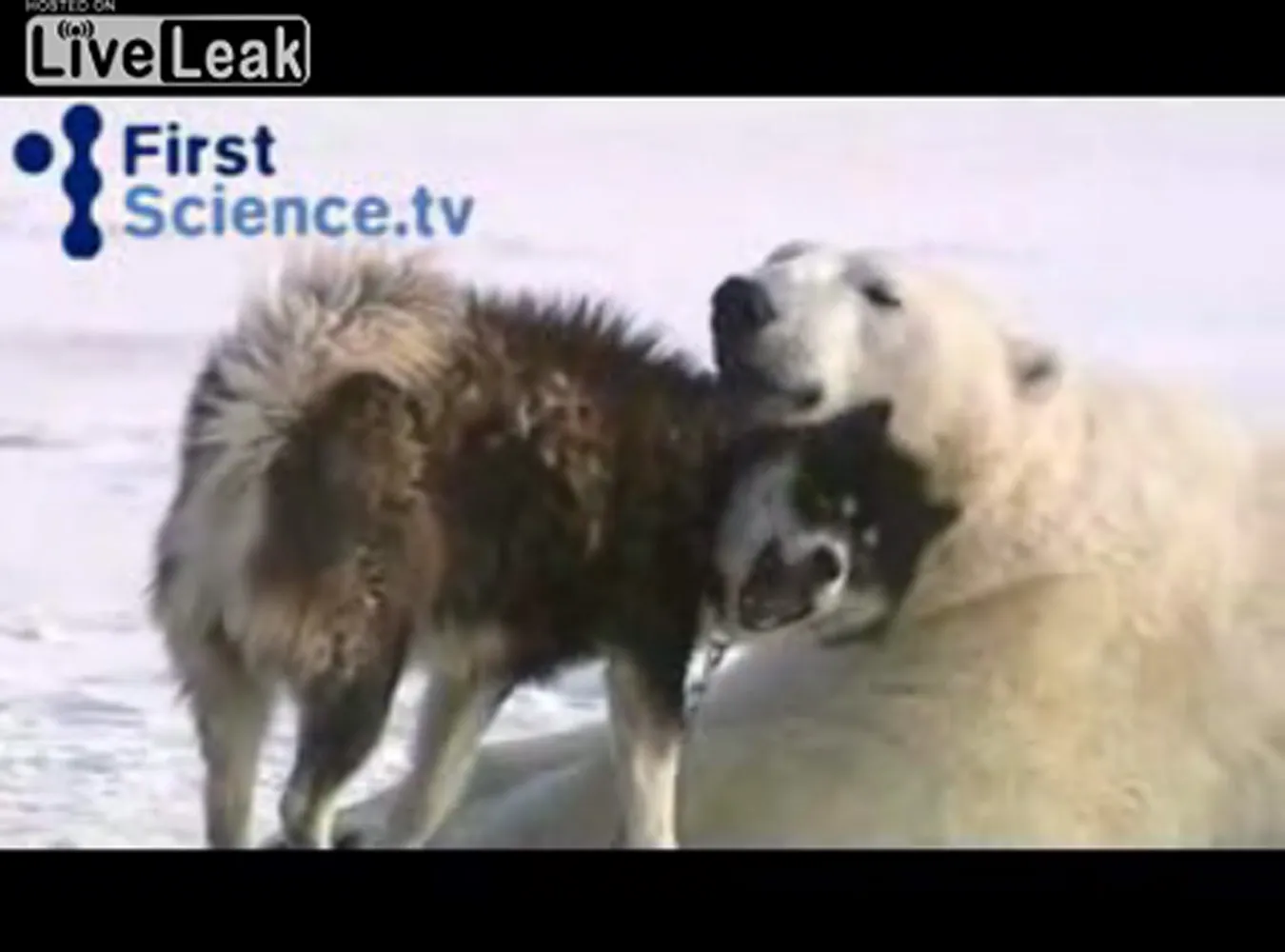 Niedźwiedzie polarne figlują z husky