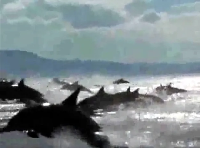 Potężne stado delfinów uchwycone kamerą