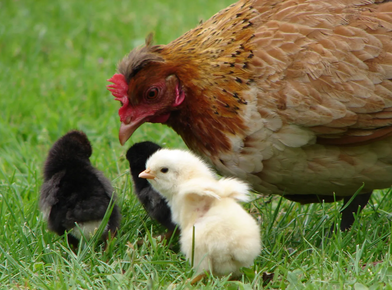 Kurczaki potrafią liczyć do trzech