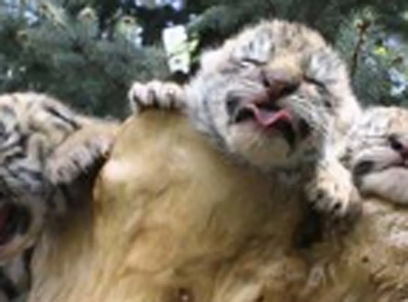 Kto zabija zwierzęta w Jałcie?