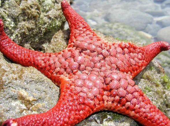 Tahiti rusza na wojnę z rozgwiazdami