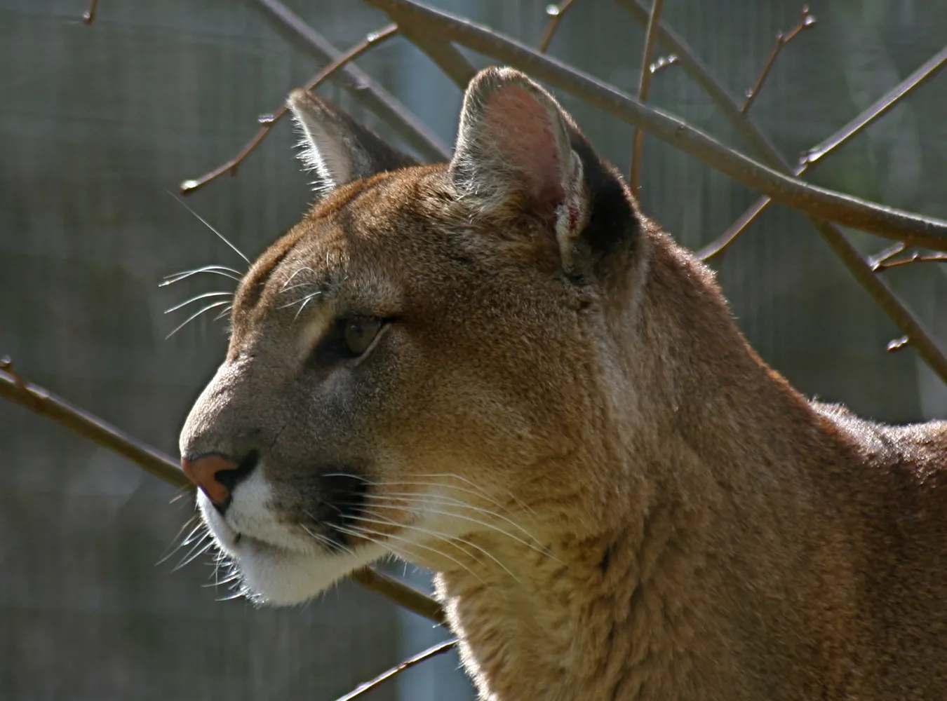 Polacy donoszą Widzieliśmy pumę