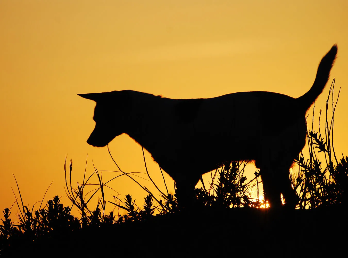 Pies wędrowniczek przeszedł 400 km
