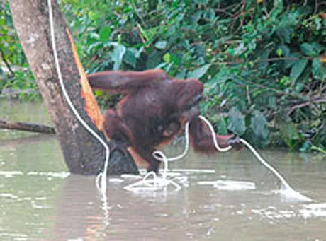 Niezwykły wyczyn matki z Borneo