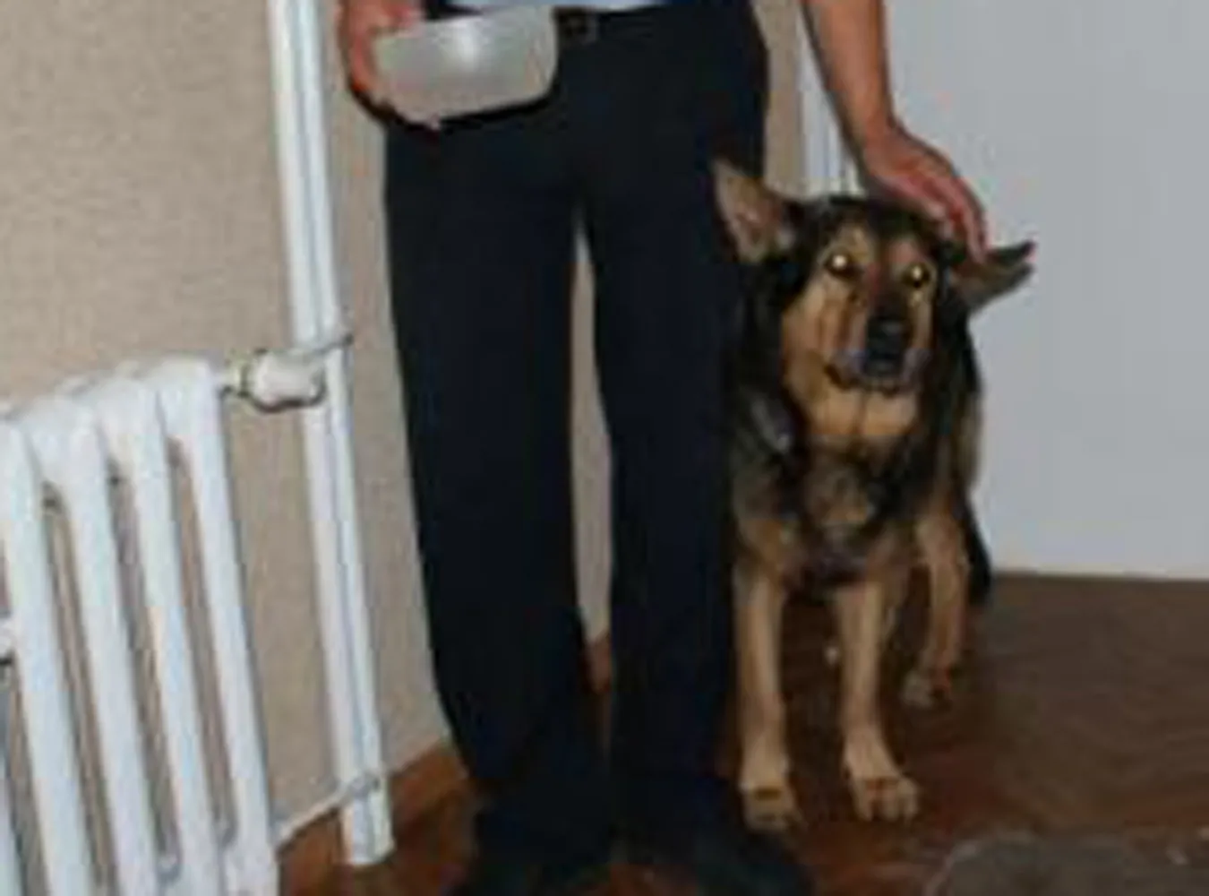 Zaginiony pies sam zgłosił się na policję