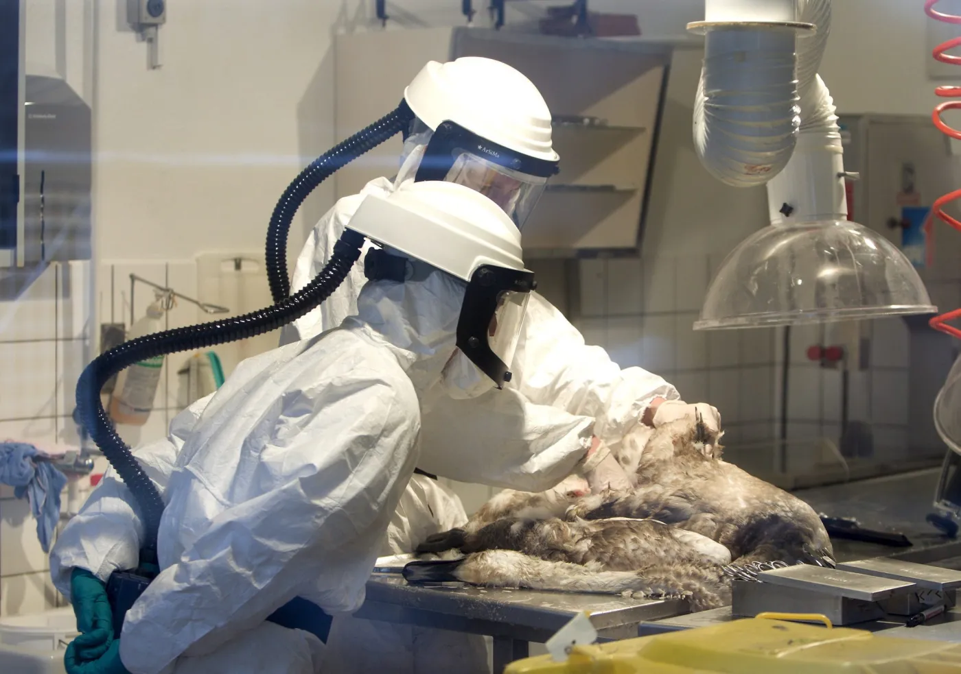 denmark_bird_flu_26987a_39302.jpg