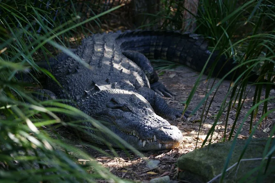campus_australia_expedition_2010_07_12_00003_krokodyl_sl_1467945.jpg
