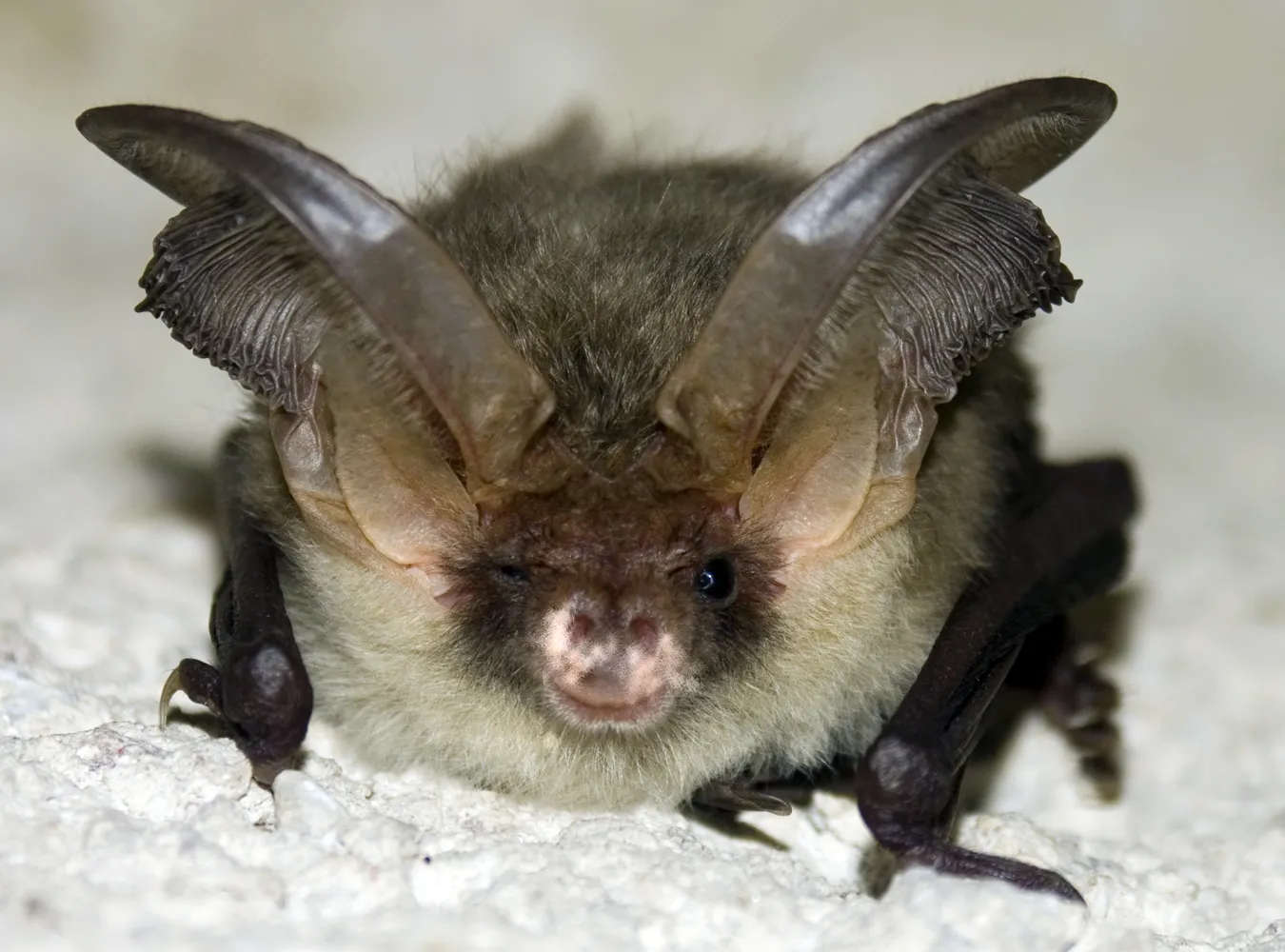 Kokaina z guano nietoperza przechwycona