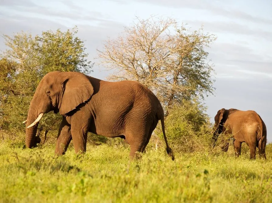 Wybrali się na safari, zatrzymali ich za zamach stanu