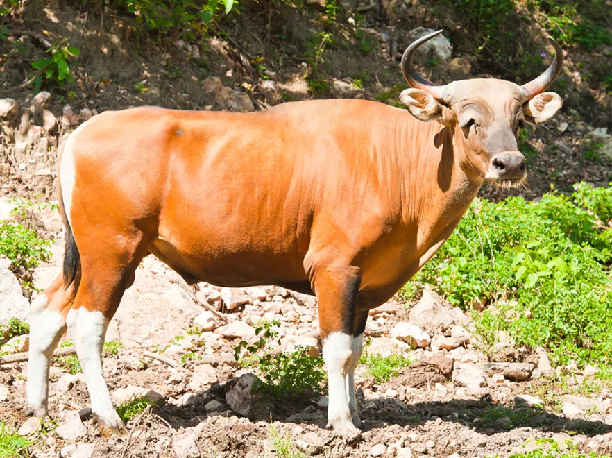 Byk uciekł spod noża i dostał nagrodę: życie