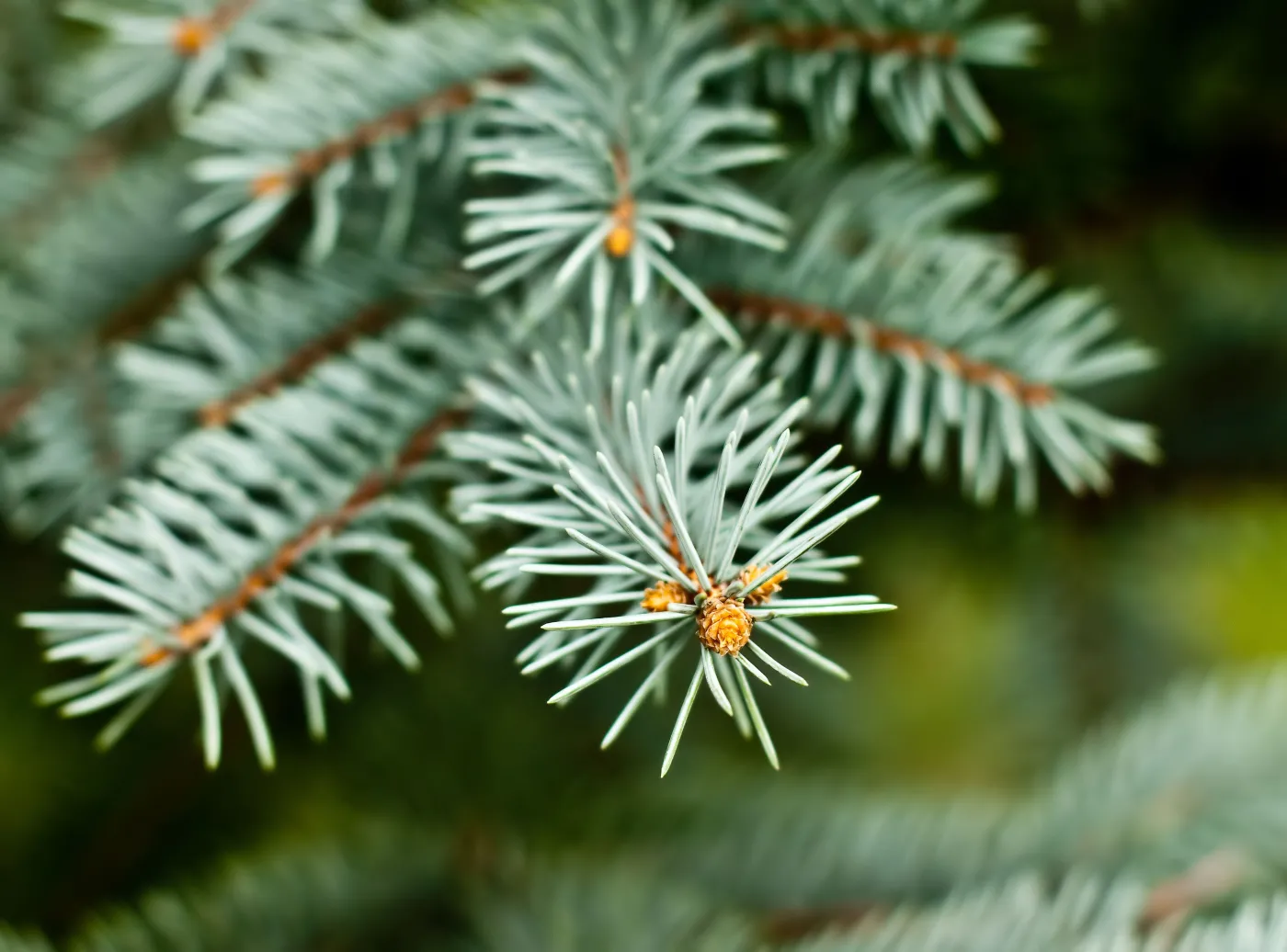 Kup choinkę w nadleśnictwie, to nie trafisz za kraty