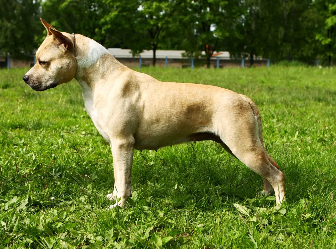 Dziecko pogryzione przez psa w ciężkim stanie