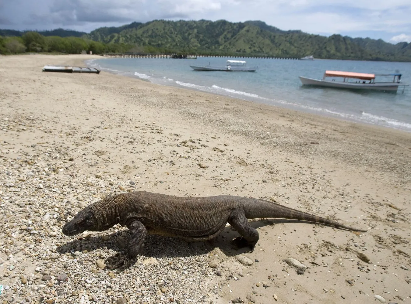2724689-indonezja-wyspa-komodo.jpg