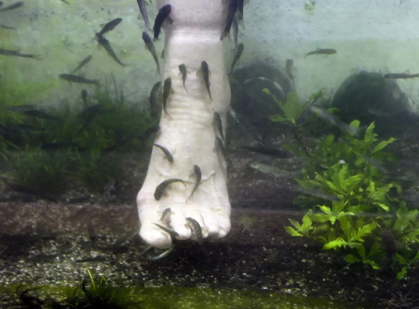 3451708-fish-pedicure-singapur.jpg