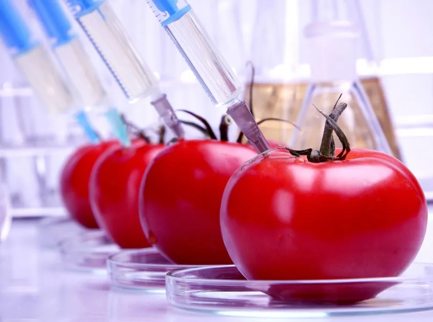 Boisz się GMO? Bruksela zamroziła genetyczną rewolucję