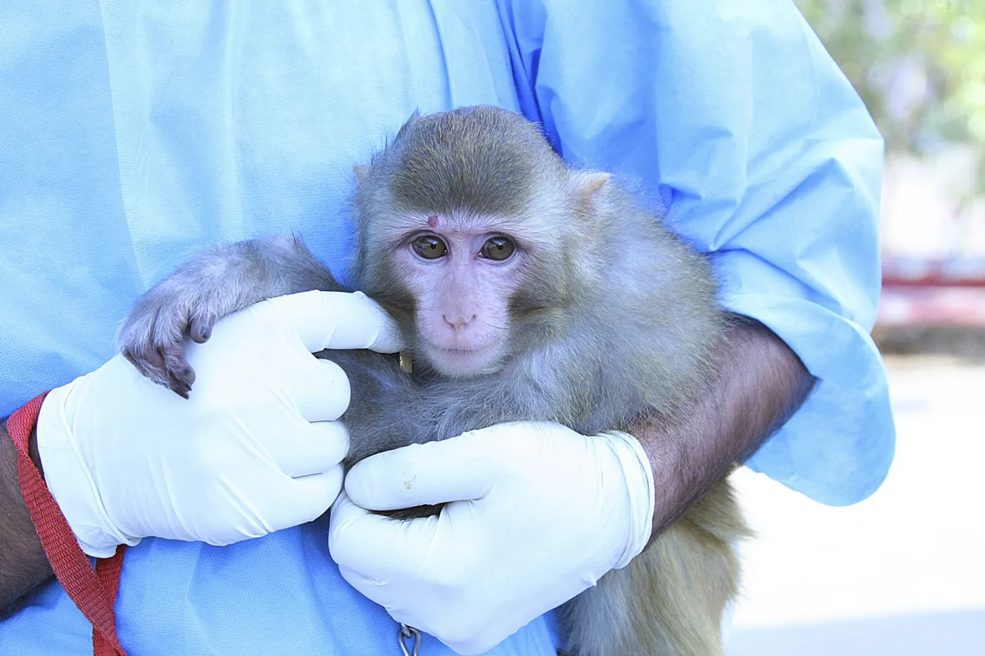 Małpa o imieniu "Pionier"