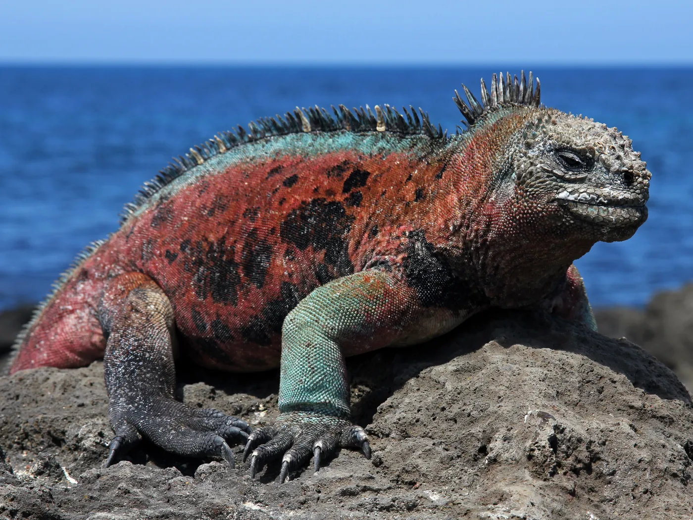 4656819-ekoturystyka-galapagos.jpg