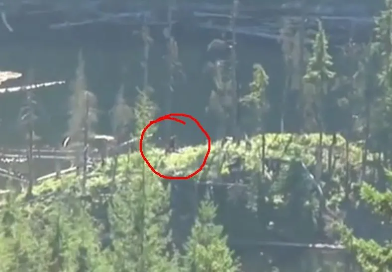 Yeti nagrany komórką w Kanadzie? Internauci dyskutują