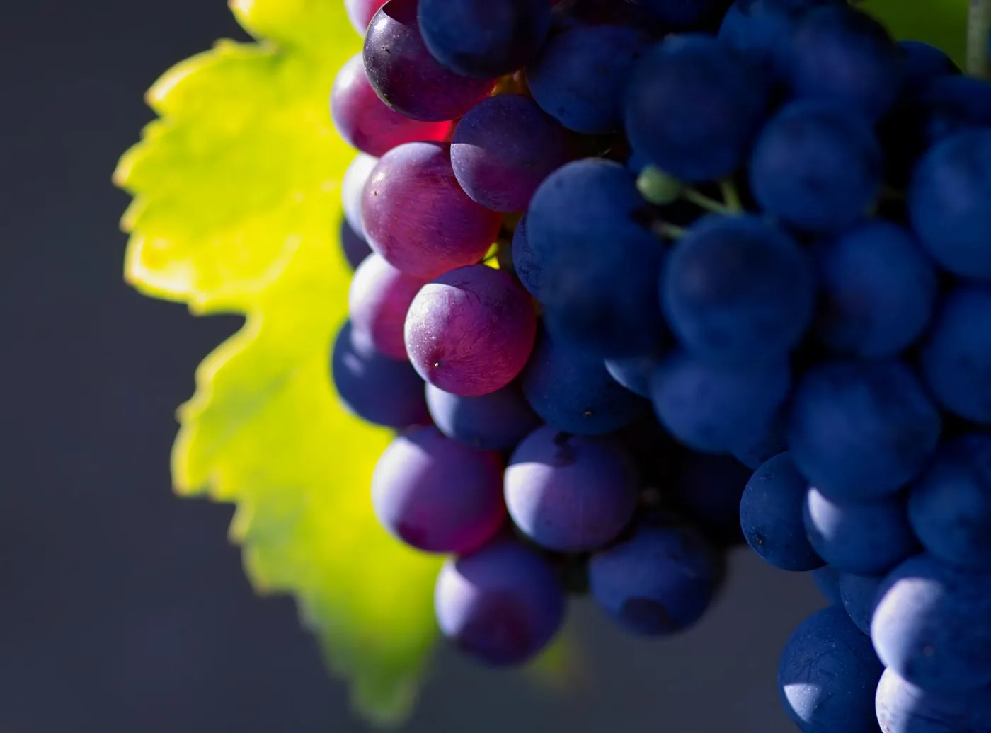 Kto wymyślił wino? Politycy i naukowcy szukają dowodów