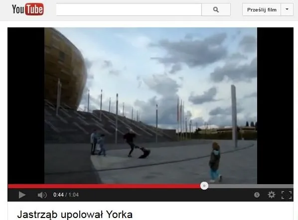 York upolowany przez jastrzębia [WIDEO]