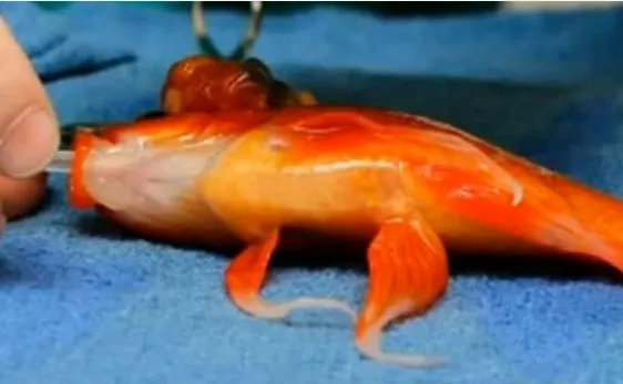 Złota rybka przeszła operację usunięcia guza mózgu [WIDEO]