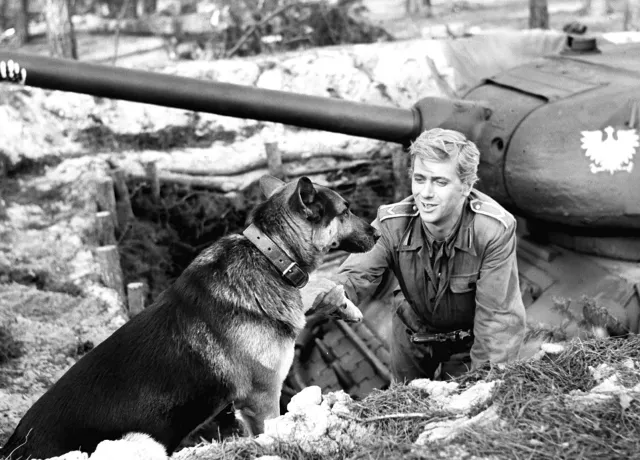 Szarik naprawdę służył w niemieckiej armii? "Czterej pancerni" a rzeczywistość