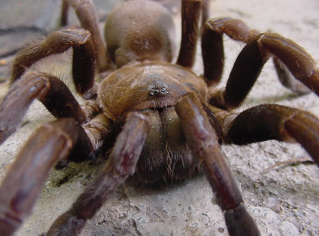 Policja zatrzymała pająkokradów