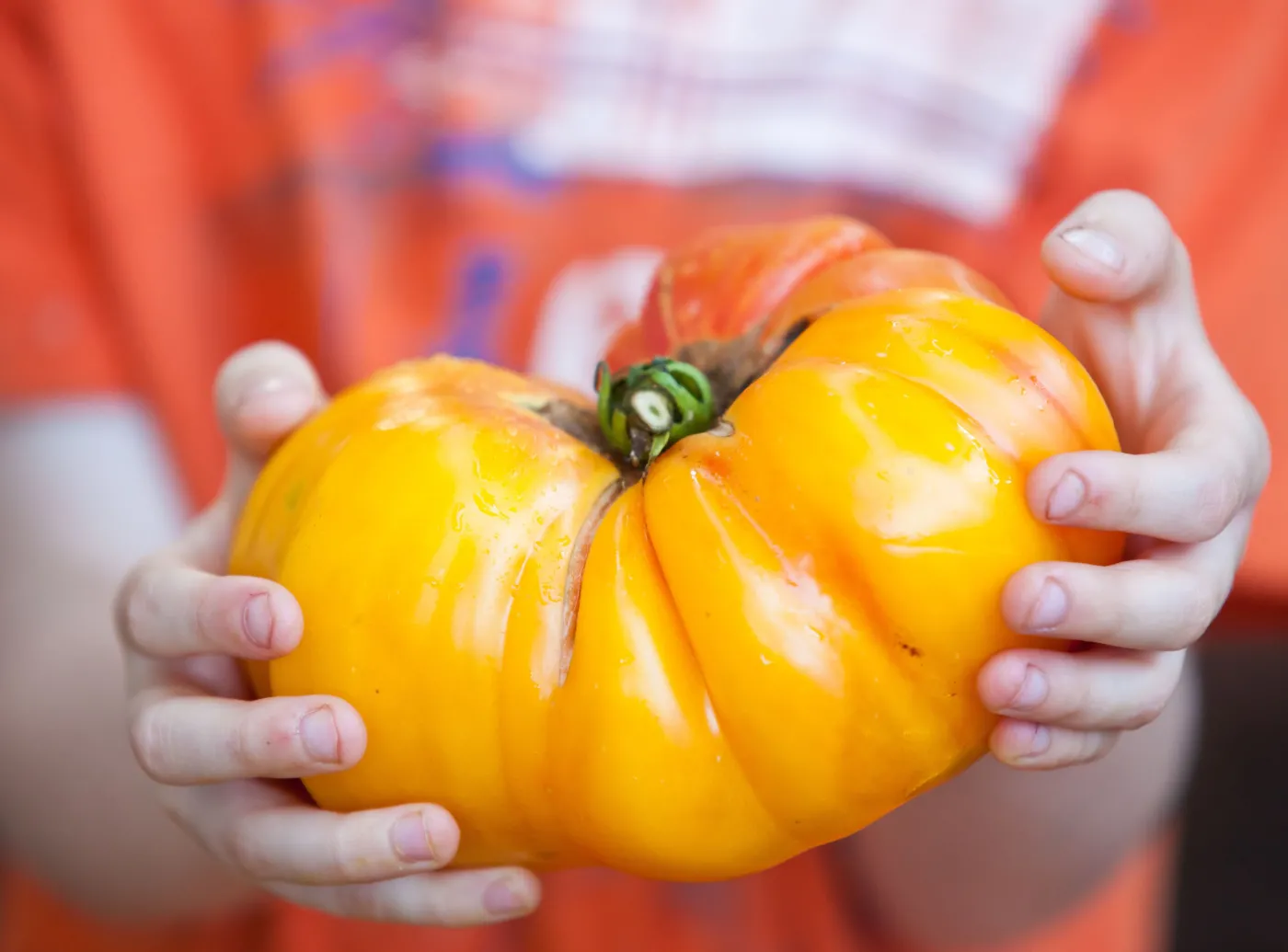 Dziecko trzyma pomidora