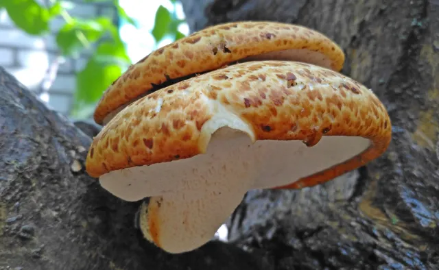 Grzyb lekiem na raka? Obiecujące wyniki badań