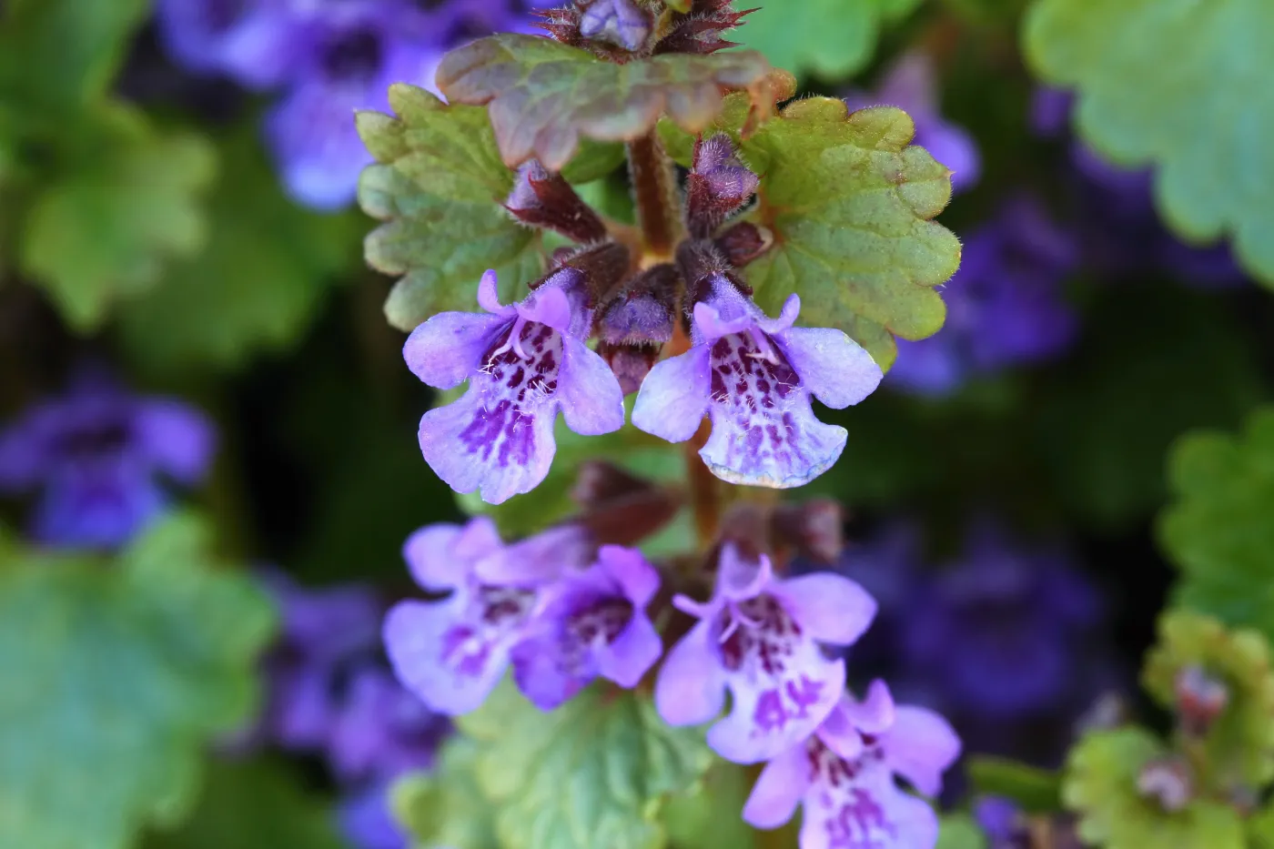 Bluszczyk kurdybanek