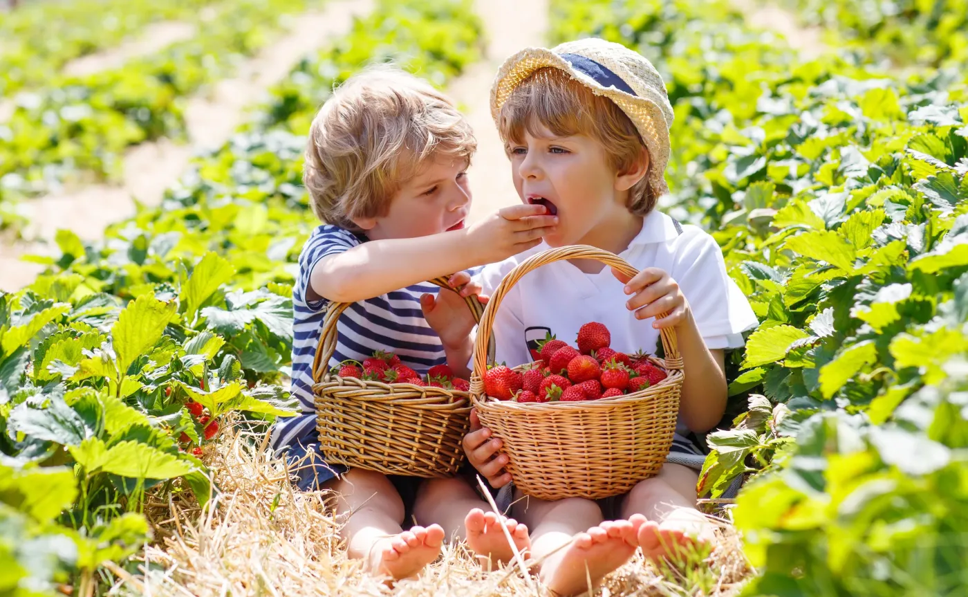 Dzieci jedzą truskawki