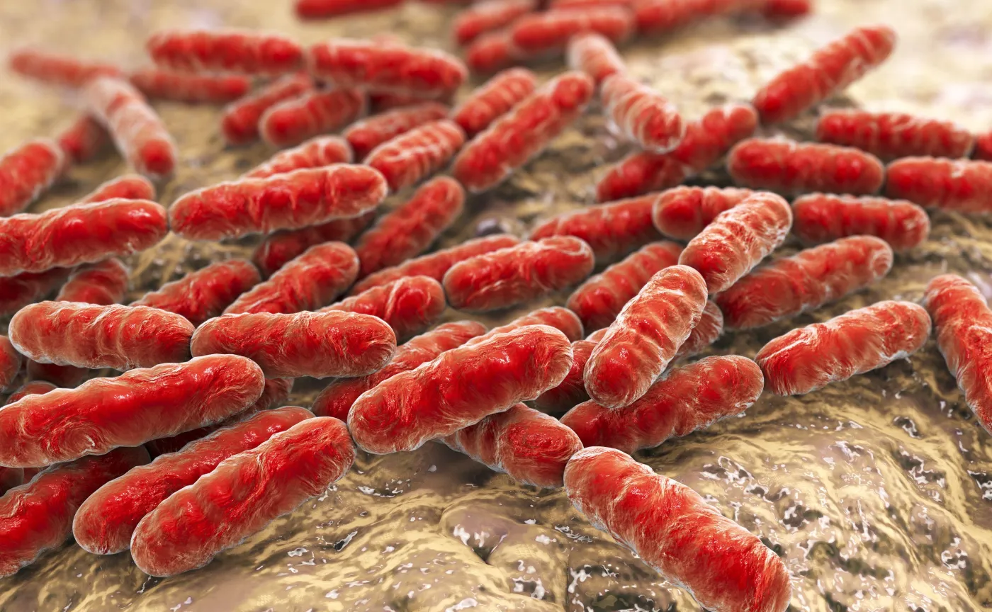 Bacteria Lactobacillus