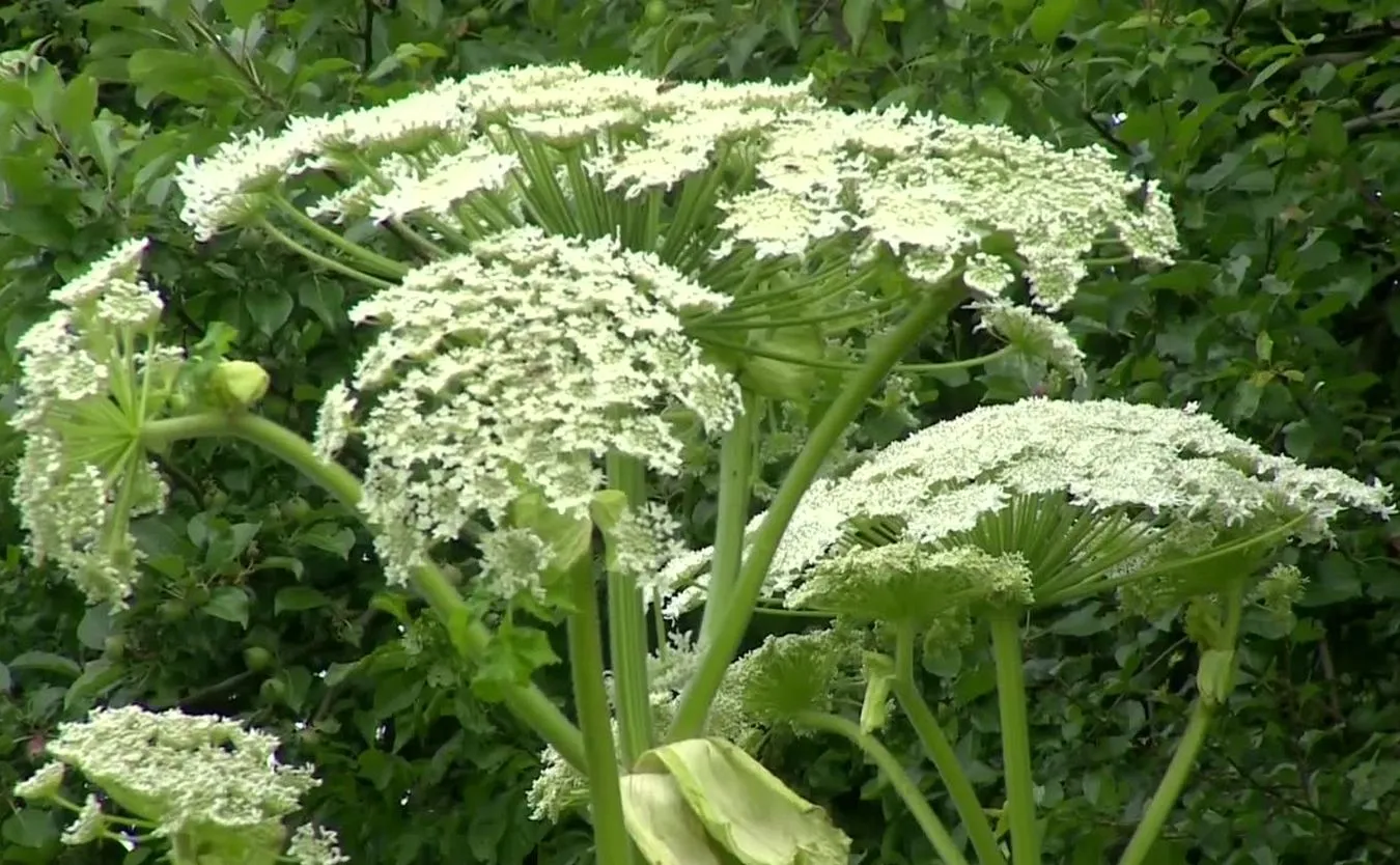 Barszcz Sosnowskiego