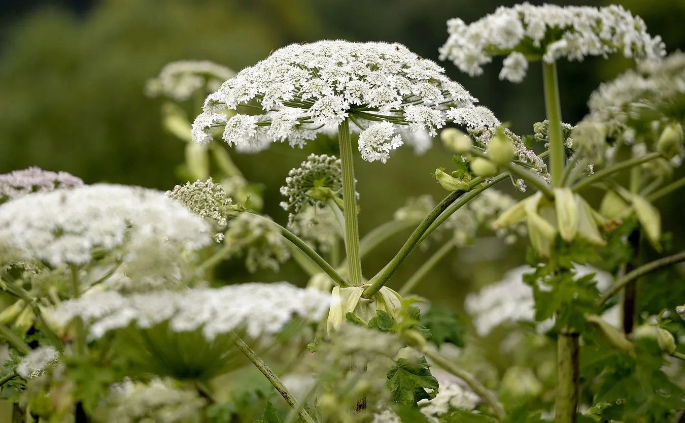 Uwaga na bardzo groźny Barszcz Sosnowskiego! PORADY EKSPERTA
