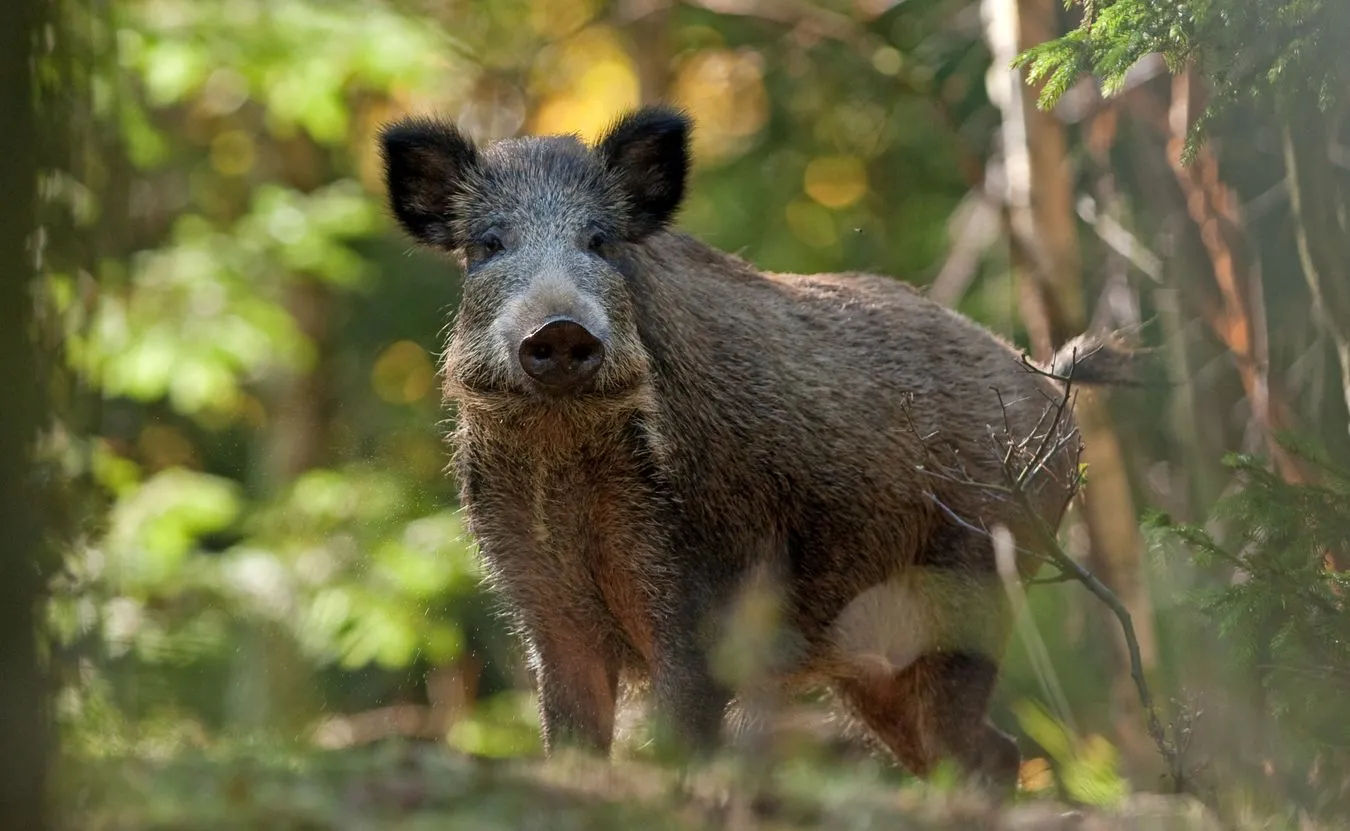 shutterstock_543198385