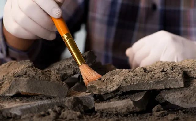 Polscy naukowcy opisali nieznanego przodka ssaków sprzed 230 millonów lat