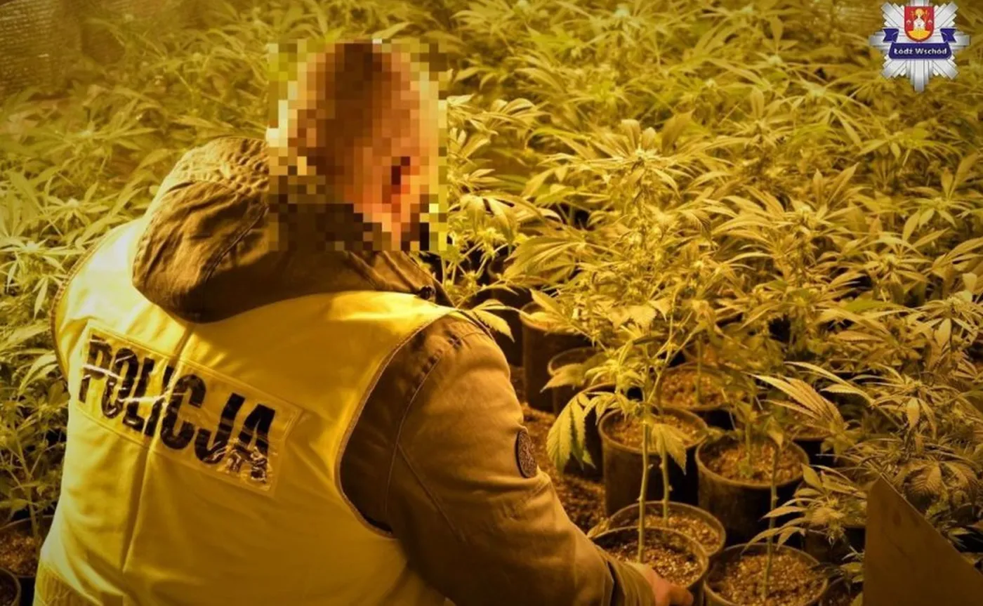 Nielegalna plantacja