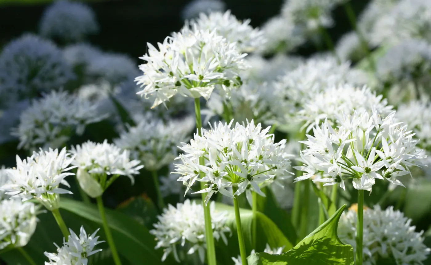 Czosnek niedźwiedzi