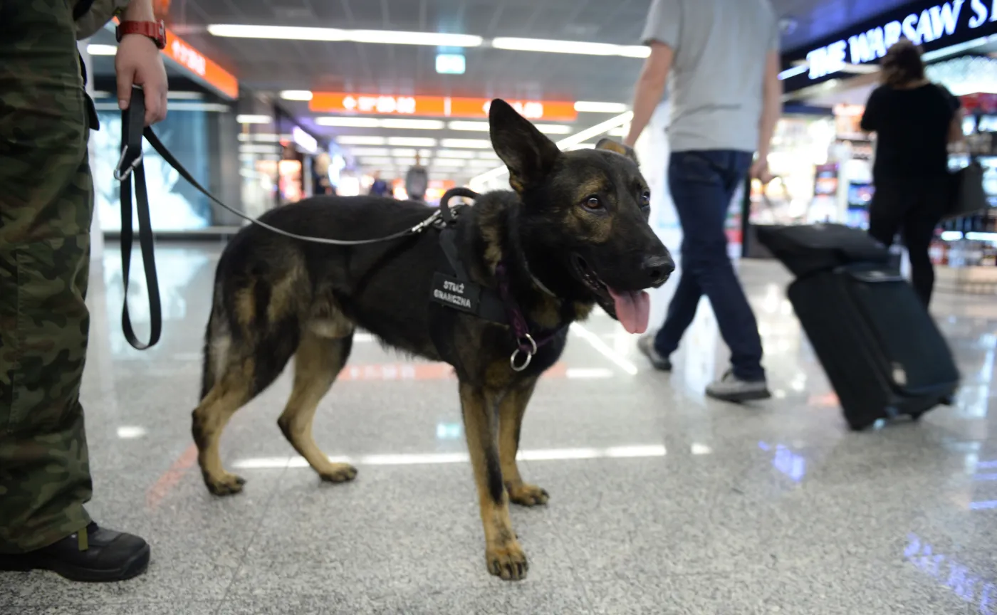 Straż Graniczna walczy o emerytury... dla psów. O jakie pieniądze chodzi?