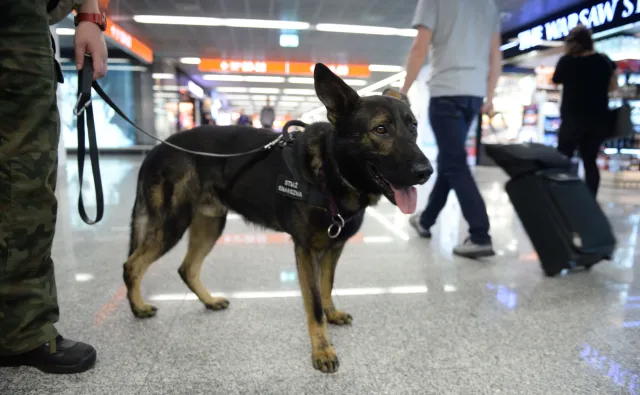 Straż Graniczna walczy o emerytury... dla psów. O jakie pieniądze chodzi?