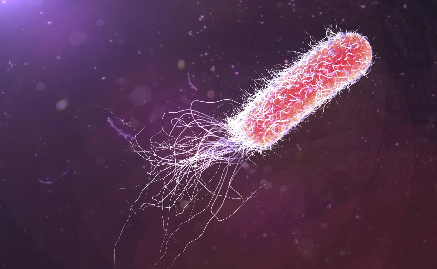 Pseudomonas aeruginosa